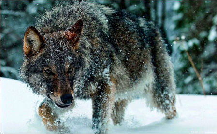 lupo a caccia