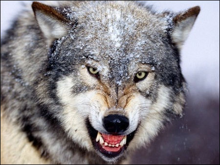 lupo arrabbiato