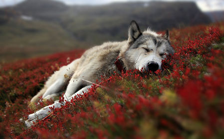 Risultati immagini per immagine lupi che dormono