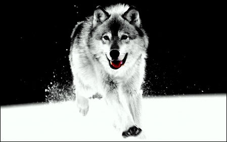 lupo nella neve corre
