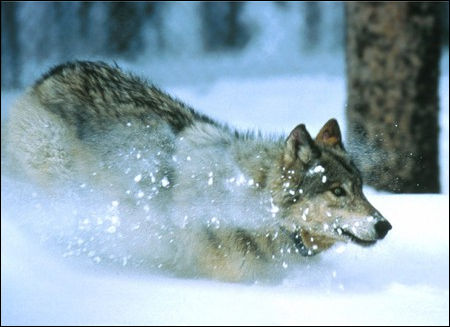 lupo nella neve gioca
