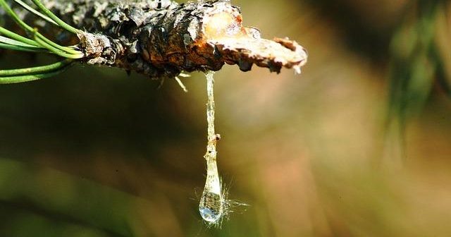 SAP: il software che ha trasformato le imprese