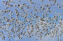 Kubernetes vs Docker Swarm: confronto pratico