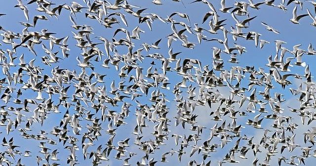 Kubernetes vs Docker Swarm: confronto pratico