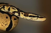 Python: come è diventato il linguaggio universale