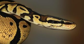 Python: come è diventato il linguaggio universale