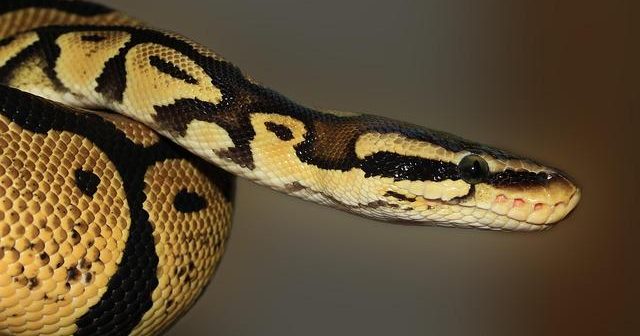 Python: come è diventato il linguaggio universale